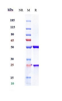 Mesothelin Reference Antibody