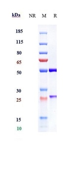 TPBG Antibody