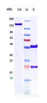 NT5E/CD73 Antibody