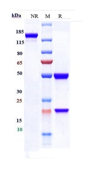 IFNg Antibody