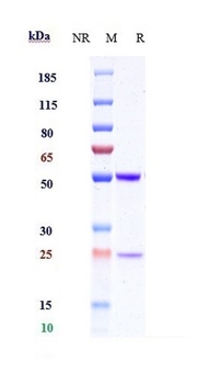 ICOS/CD278 Antibody