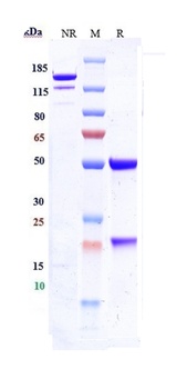 ICAM1/CD54 Antibody