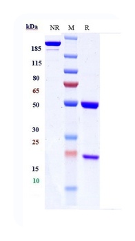 ERBB1/EGFR/HER1 Antibody