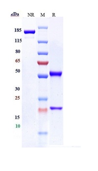 B7-H3/CD276 Antibody