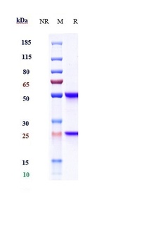 Amyloid Beta Antibody