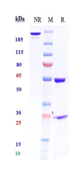 HGF/SF Antibody