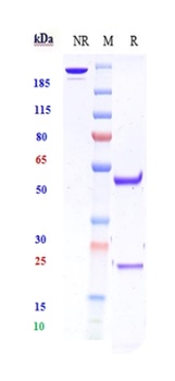 KID3 Reference Antibody