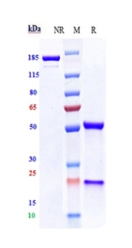 ERBB1/EGFR/HER1 Antibody