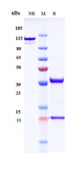 PCSK9 Antibody