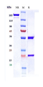 B7-H1/PD-L1/CD274 Antibody