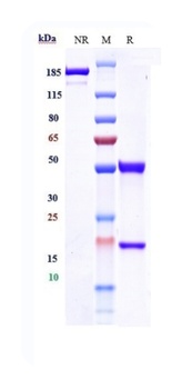 Amyloid Beta Reference Antibody