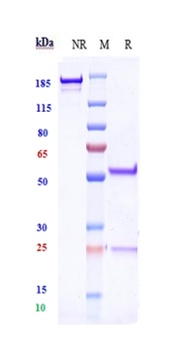ERG Reference Antibody