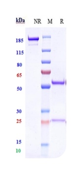 TNFRSF4/OX40/CD134 Antibody