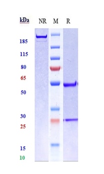 Fibronectin Antibody