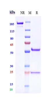 TSPAN8 Reference Antibody
