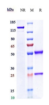 DDR1/CD167a Antibody