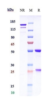 F11/Factor XI Antibody