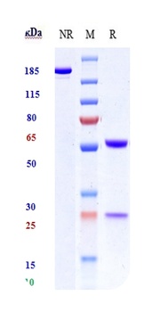 CD19 Antibody