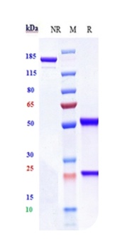 ERBB3/HER3 Antibody