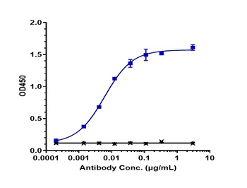 ERBB3/HER3 Antibody