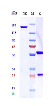 ERBB2/HER2/CD340 Antibody