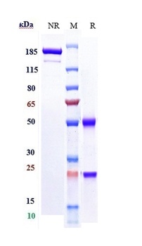 ERBB1/EGFR/HER1 Antibody