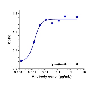 ERBB1/EGFR/HER1 Antibody