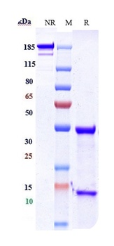 ERBB1/EGFR/HER1 Antibody