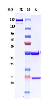 ERBB1/EGFR/HER1 Antibody