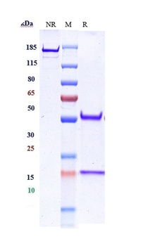 ERBB1 / EGFR / HER1 Reference Antibody