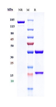 PDCD1/PD-1/CD279 Antibody