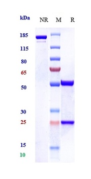 Amyloid Beta Reference Antibody