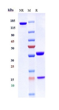 MUC1 Antibody