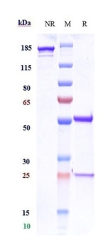 CD3e Antibody