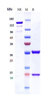 CXCL8/IL-8 Antibody