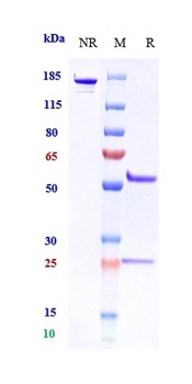 CXCL12/SDF1a/SDF1 Antibody