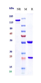 CXCL10/IP-10 Antibody