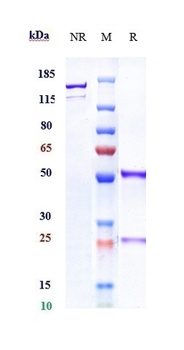 CTLA-4/CD152 Antibody