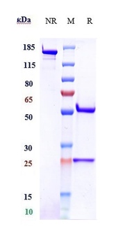 PDCD1/PD-1/CD279 Antibody
