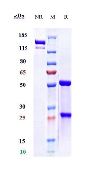 PCSK9 Antibody