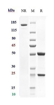 Integrin a4b7 (ITGA4 & ITGB7) Antibody