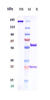 CSF2/GM-CSF Antibody