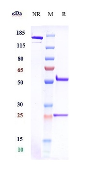 CSF1R/M-CSFR/CD115 Antibody