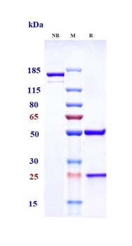 TNFSF2 / TNFa Reference Antibody