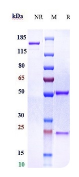 Complement Factor D Antibody