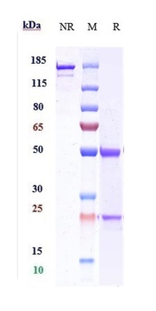 Complement C5aR1 Reference Antibody
