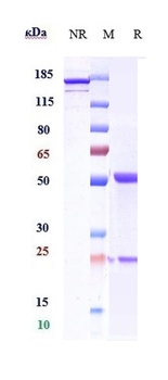 DLL4 Antibody