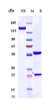 Complement C5 Antibody