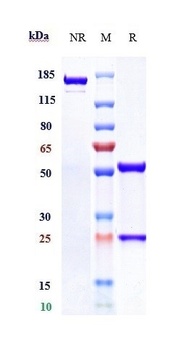 Complement C5 Antibody