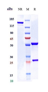 IL-6/IFNb2 Antibody